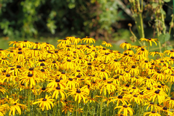 Obraz premium Hohes Mädchenauge (Coreopsis tripteris)