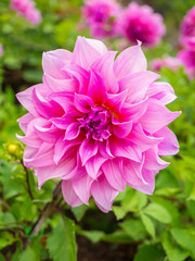 Fototapeta premium beautiful dahlia flower and green leaves