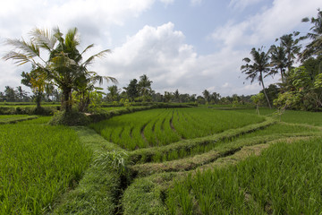 Rice Field in Ubud, Bali, Indonesia