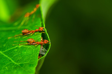 Weaver Ants (Oecophylla smaragdina) are working together to build a nest.