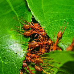 Weaver Ants (Oecophylla smaragdina) are working together to build a nest.