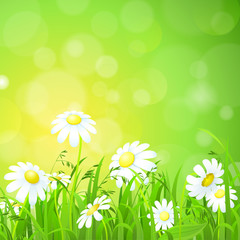 Shiny grass lawn and chamomile flat vector background