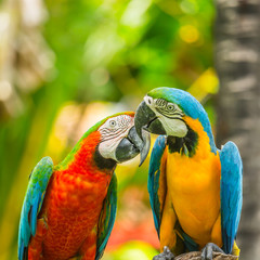 Macaw parrots © pushish images