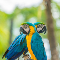 Colourful macaw parrots bird.