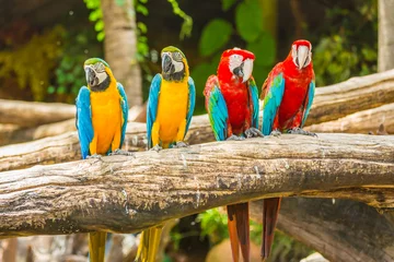 Foto op Canvas Macaw parrots © pushish images