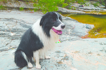 Cute Border Collie