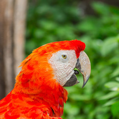 Colourful macaw parrots bird.