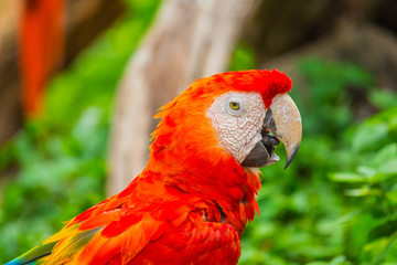 Colourful macaw parrots bird.