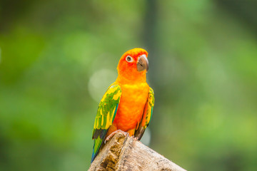 Colourful parrot bird.