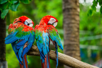 Macaw parrots