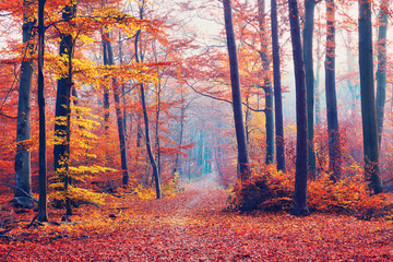 Panele Szklane Podświetlane  Mglisty jesienny las