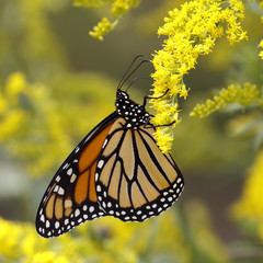 A Monarch Butterfly (Danais plexippus) fuels up on nectar from a Canada Goldenrod in September to prepare for its southward migration to Mexico - Grand Bend, Ontario, Canada