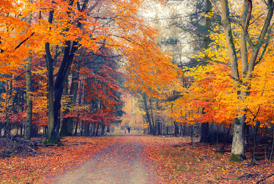 Foggy autumn park