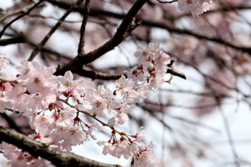 Sakura flower or cherry blossoms.