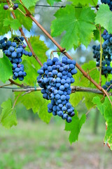 The italian vineyard