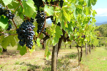 The italian vineyard - 90871785