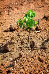 The italian vineyard