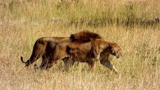 a couple of lions crossing another couple of lions in the masai mara reserve