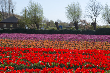 Tulip Culture,  Netherlands