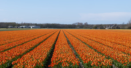 Tulip Culture,  Netherlands