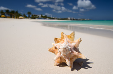 Shell at Anguilla Island, English Caribbean Island