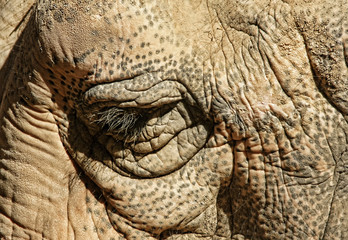 Grandes mam&iacute;feros, Elefante