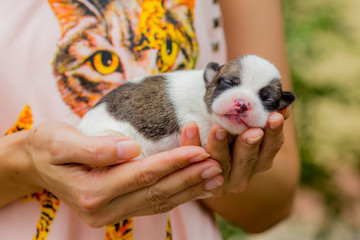 Puppy in woman hand.
