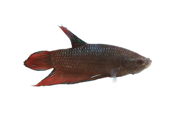 Red and black Fighting Fish species Thailand.