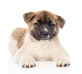 japanese akita inu puppy dog lying in front and looking at camer