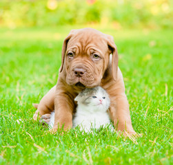 Bordeaux puppy dog hugs newborn kitten on green grass