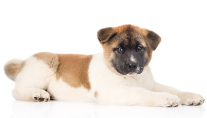 Obraz premium japanese akita inu puppy dog lying in profile and looking at cam