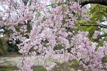 Fototapeta premium Spring of sakura cherry blossom.