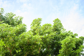 Green tree