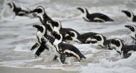 African penguins swimming in ocean.