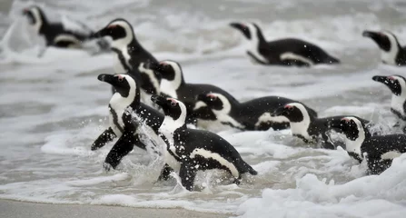 Poster African penguins swimming in ocean. © Uryadnikov Sergey
