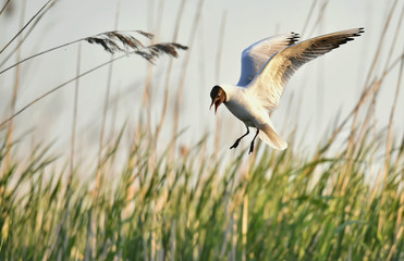 Black-headed Gull (Larus ridibundus) in flight