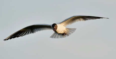 Black-headed Gull (Larus ridibundus) in flight