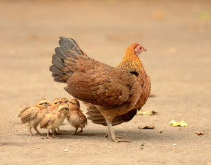 family chicken