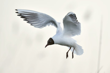 Black-headed Gull (Larus ridibundus) on sunset background