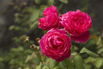 Three Red Roses Growing