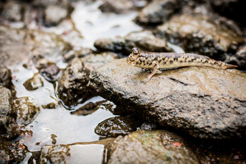 Mudskipper