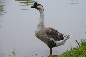 Lovely Goose - Goose swimming in the lake