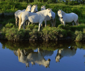 Obraz premium White Camargue Horses