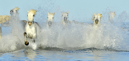 Running White horses through water