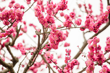 Beautiful pink cherry blossom (Sakura) flower at full bloom in Japan