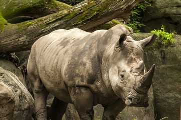 Fototapeta premium closeup of a rhinoceros head