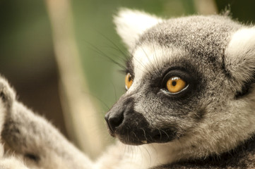 Fototapeta premium Closeup of a lemur’s head not looking into the camera