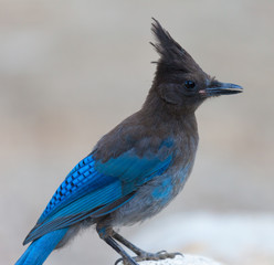 Stellers Jay