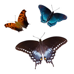 Fototapeta premium Three Butterflies