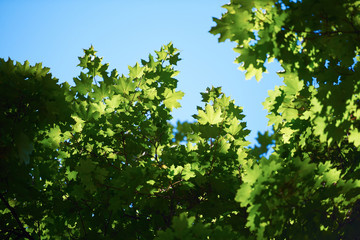 Fototapeta na wymiar green tree brances